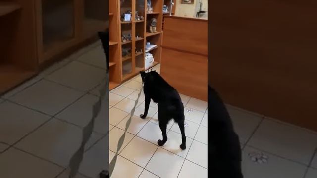 Symiko.ru | Собака Чара ищет дом. Отдаем бесплатно. Собаки в дар в добрые руки. смотреть онлайн