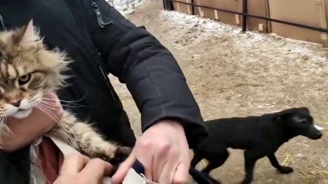МЕЙН КУН в приюте😱😱😱