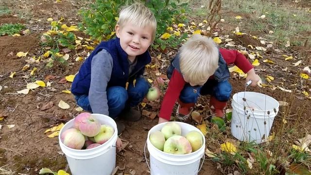 Picking Mcintosh Apples | Albeke Farms смотреть онлайн