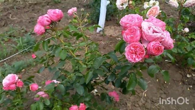 Роза Леонардо да Винчи флорибунда? смотреть онлайн