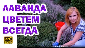 Лаванда летом и осенью. Как обрезать для повторного цветения?