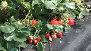 Клубника  ИРМА. Все лучшие качества в одном сорте НСД!