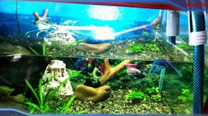 УБОРКА АКВАРИУМА. ПОДМЕНЫ ВОДЫ. ШЛАНГ В ПОМОЩЬ...