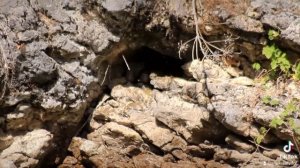 американская норка