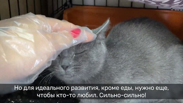 ВИЧЕНЦА смотреть онлайн