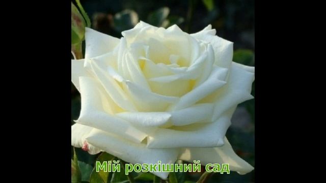 Троянда Боїнг ( Роза Boeing) Мій розкішний сад смотреть онлайн