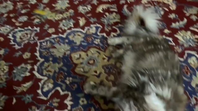 Жизнь в Торонто - Кототерапия - Мэйнкунов много не бывает (31-01-2021)