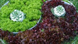 ??? Овощи в клумбе - посмотрите, как красиво!