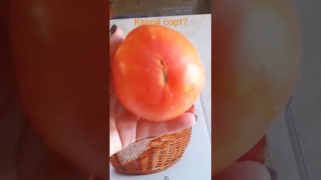 Загадка природы/Крупноплодный томат/Плоды красивые/Вкусные смотреть онлайн