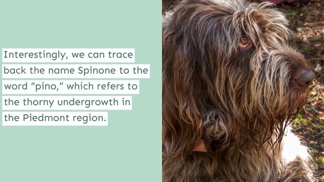 Spinone Italiano - The Sociable and Patient Italian Sport Dog смотреть онлайн