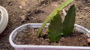 Как укоренить эпифиллум. Мой опыт. Алоказия Полли.