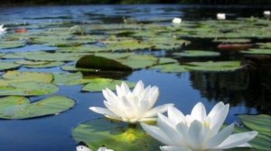 Как Посадить Нимфеи  (кувшинки)?