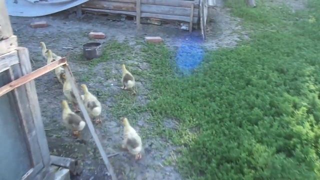 Цыплятки гуляют, гусятки гуляют - всё замечательно! Гоша от семьи не отходит! смотреть онлайн