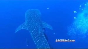 Китовая акула. остров Дарвин .wmv