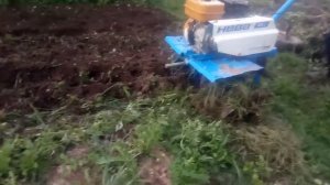 Мотоблок НЕВА и гусиные лапки делают свое дело！！！?