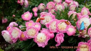 Пион травянистый Боул ов Бьюти (paeonia) ? обзор: как сажать, рассада пиона Боул ов Бьюти
