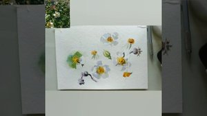 Рисуем белый шиповник.