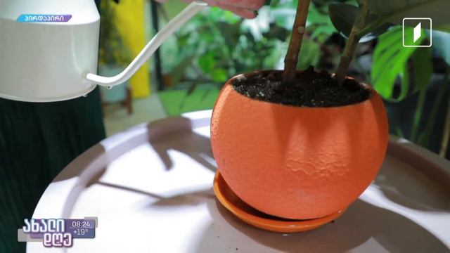 #ახალიდღე მცენარეების მეგობრები - ანი არველაძის რუბრიკა смотреть онлайн