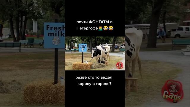 прикол с коровой мощная струя?♂️?