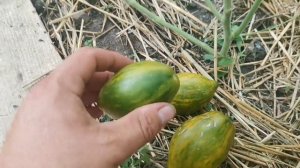 Не срывайте ЗЕЛЁНЫЕ СОРТА помидоров до их полной зрелости, или как определить зрелость зелёноплодны