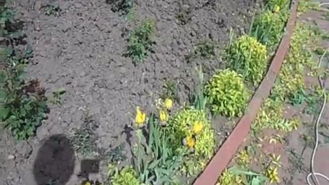 фигурная стрижка кустарников: спиреи, лоха серебристого, можжевельника