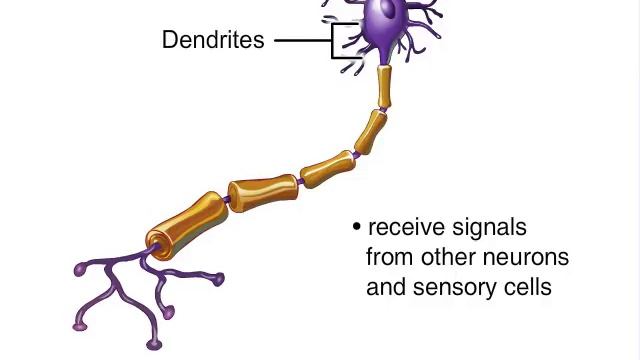 How Nervous System Works Animation - Nerve Conduction Physiology. Central & Peripheral Anatomy Vide