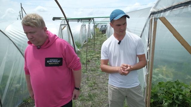 Секрет выращивания клубники от кубанских фермеров. Сельский бизнес в Краснодарском крае