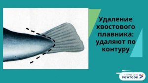 Механическая обработка рыбы