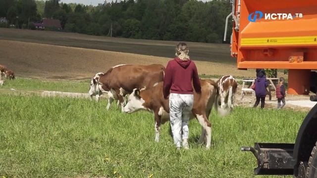 Коровы на ферме Олега Сироты встретили лето