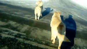 2 Собаки дерутся !