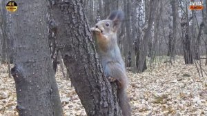 Белка?️ интересные факты о которых вы могли не знать.#animals #белка #животные #хищник