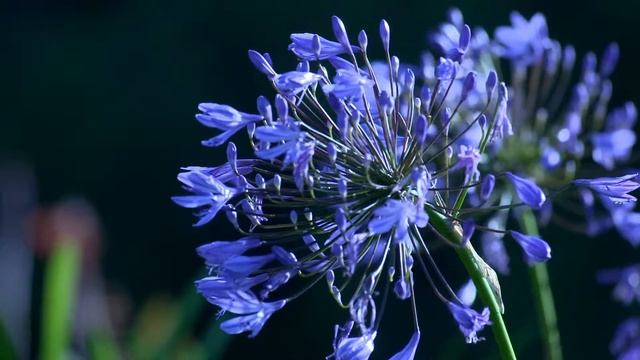 Violet flowers | Фиолетовые цветы смотреть онлайн