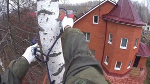 Спил деревьев на даче в Подольском районе