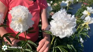 My love peony. Май лав пион. Продолжение цветения