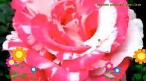 Роза чайно-гибридная Хаим Сутин. Краткий обзор, описание характеристик Chaim Soutine