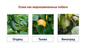 Тема 29. Видоизмененные побеги. Лабораторная работа № 8 «Строение клубня картофеля и луковицы»