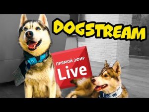 DOGSTREAM: Хаски БАНДИТ и БУБЛИК в прямом эфире!
