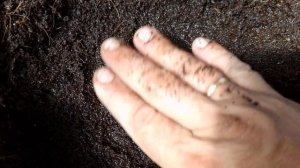 Подготовка черенка винограда к высадке в школку.