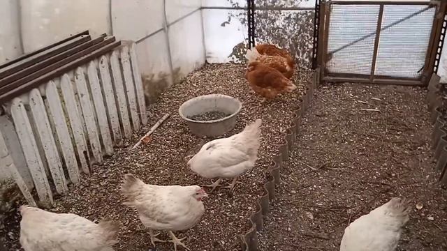 Курочки несушки зимой.  Сколько яиц снесли за неделю. Обустройство курятника.