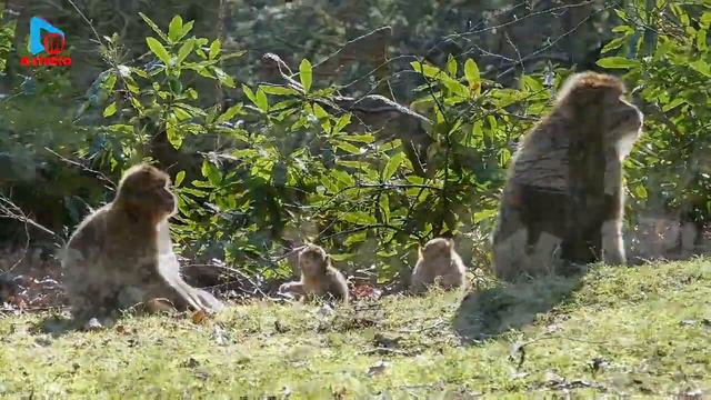 Animal Planet Планета Животных animalsplanet beautiful