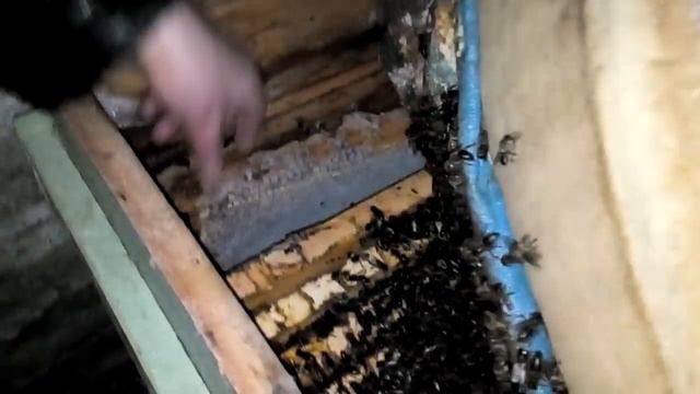 Зимовка пчел в омшанике. Февраль 23. смотреть онлайн