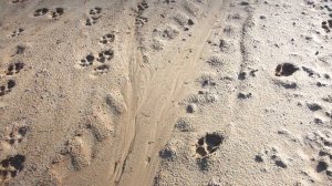 Охота с карело -финской лайкой. 2020.