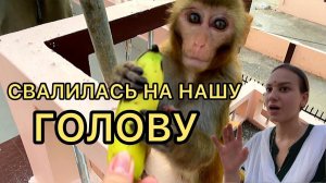 Обезьянка поселилась у соседей вот так новость. Будни в индийской семье. Вот так и живём