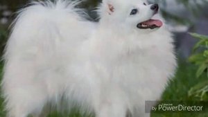 Все о породе японский шпиц / + и - японских шпицев.