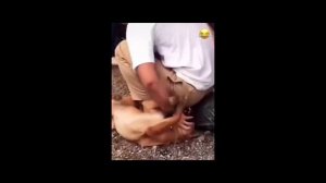 Прикольные животные.mp4