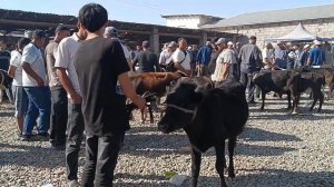 Сурхондарё Сариосиё пайшанба мол бозори