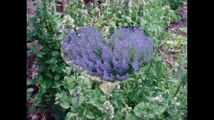 КОТОВНИК , или КОШАЧЬЯ МЯТА  (NEPETA)  сем. Губоцветные