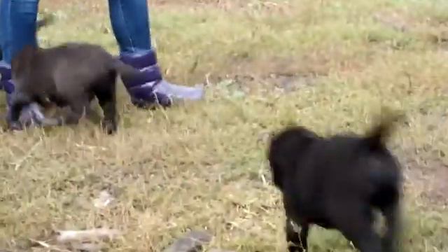 ЩЕНКИ АЛАБАЯ СРЕДНЕАЗИАТСКАЯ ОВЧАРКА ПРОДАЖА 8-927-813-79-57 ВАЙБЕР ВАТСАП смотреть онлайн