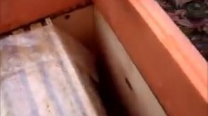 Зимовка пчёл на подсолнечном мёде 2017- 2018 г.