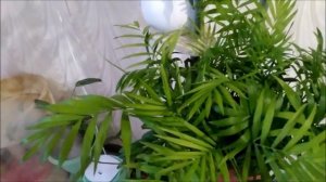 Мои комнатные растения.Уход за хамедореей